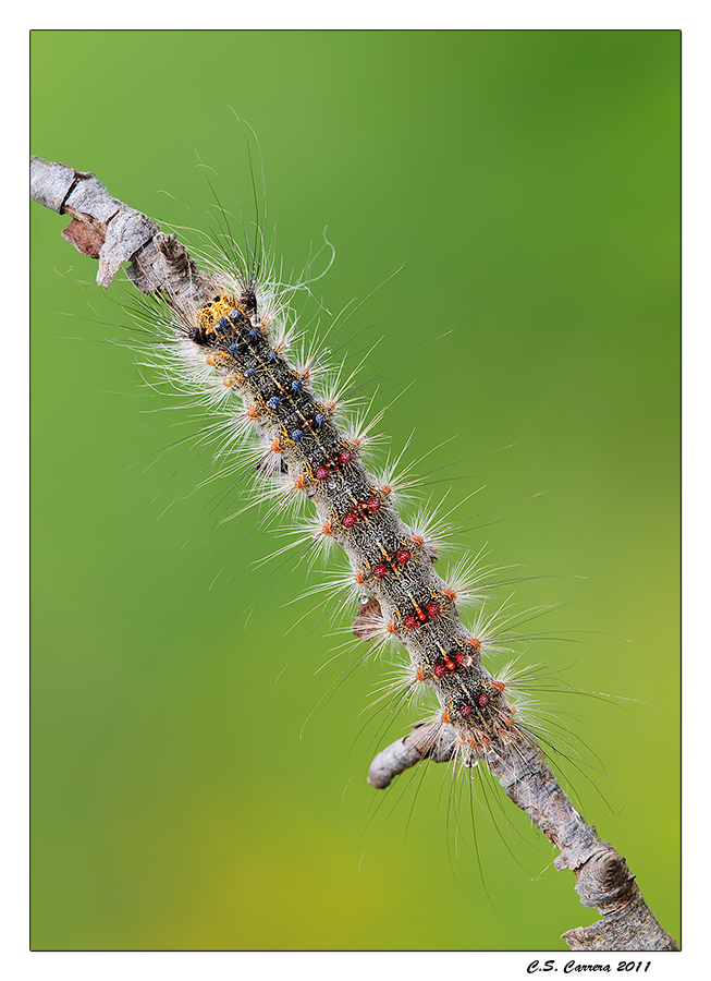 Oro, diamanti, zaffiri e rubini