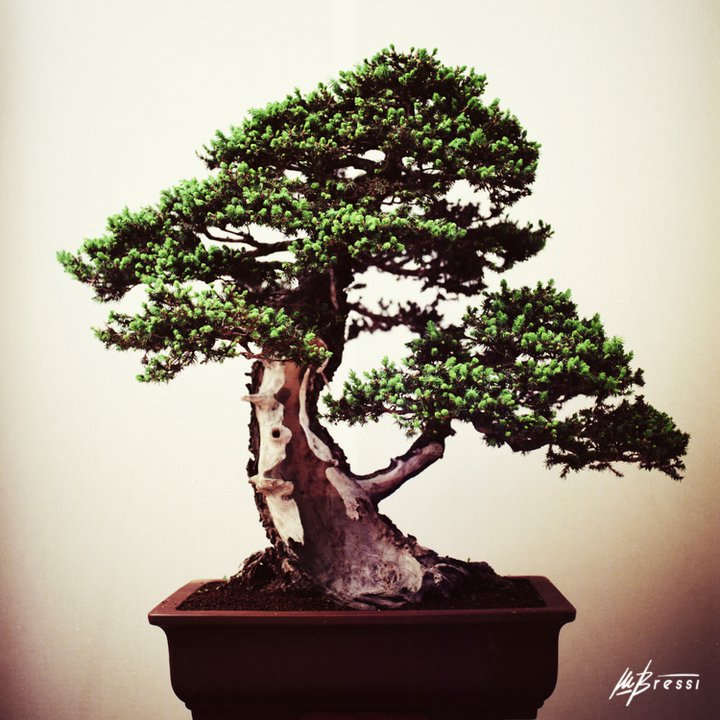 Bonsai II