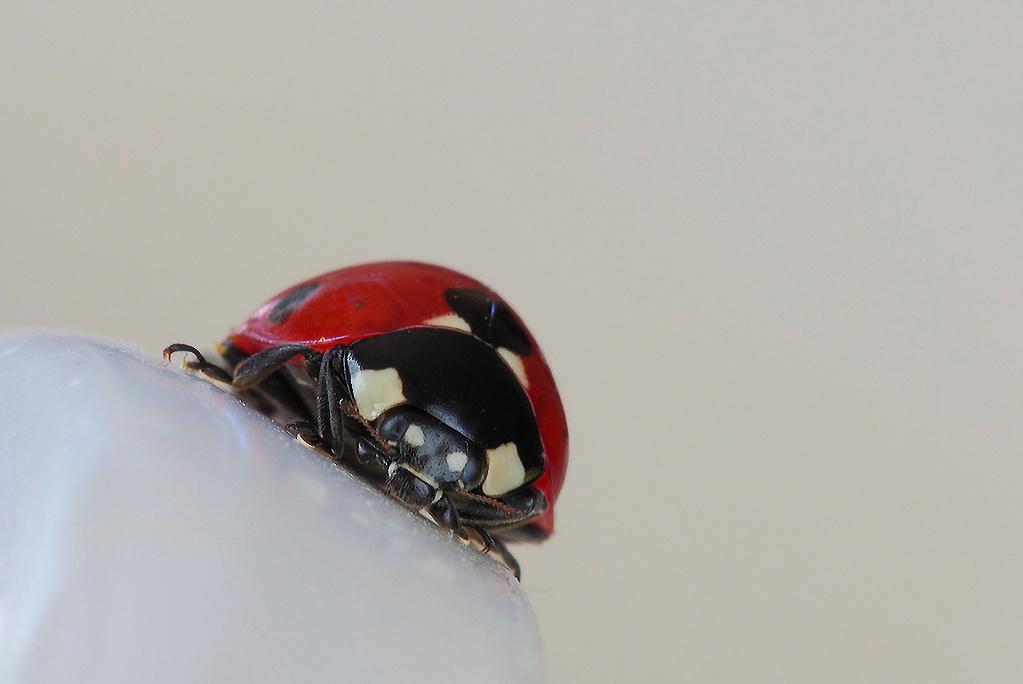 ...Un Caff� In Compagnia...!!!