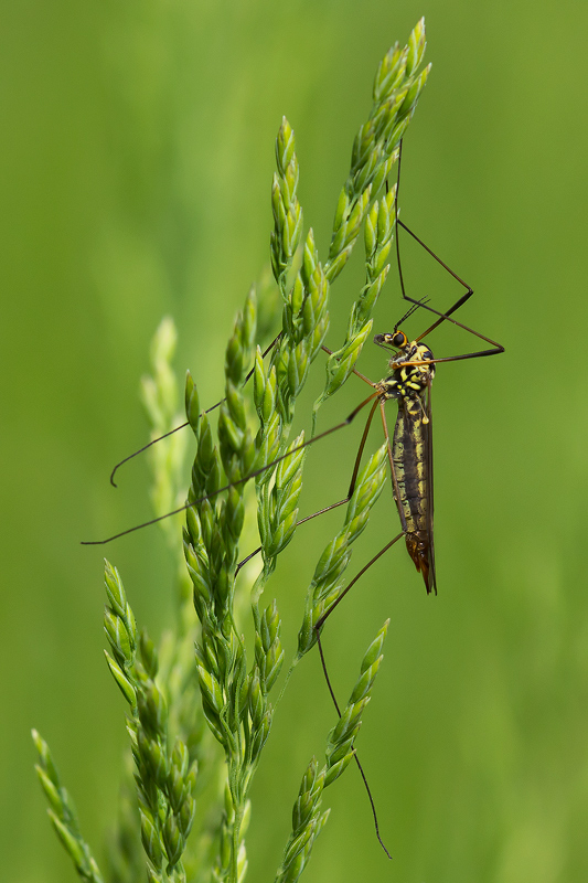 tipula--Nephrotoma appendiculata