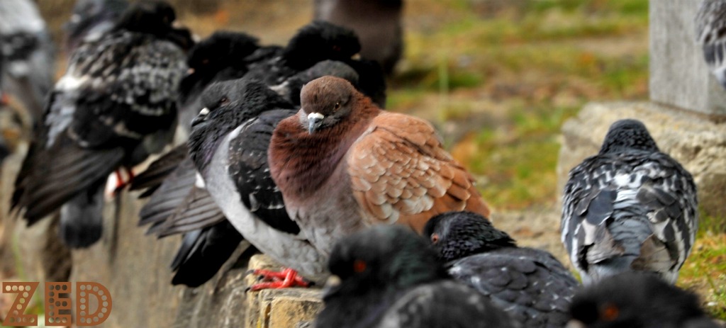colore tra tutto il grigio...