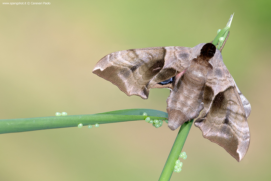 Smerinthus Jamaicensis