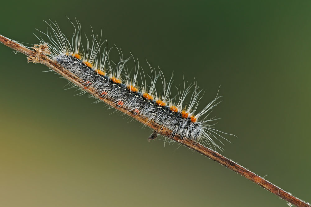 Eriogaster lanestris