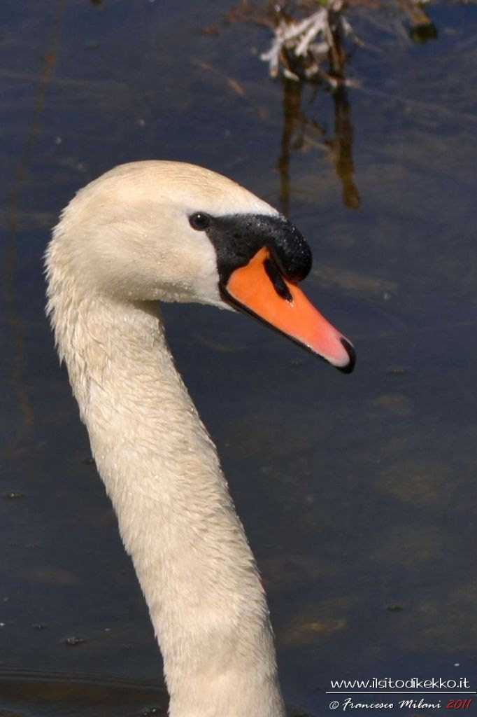 Pap� cigno sempre allerta