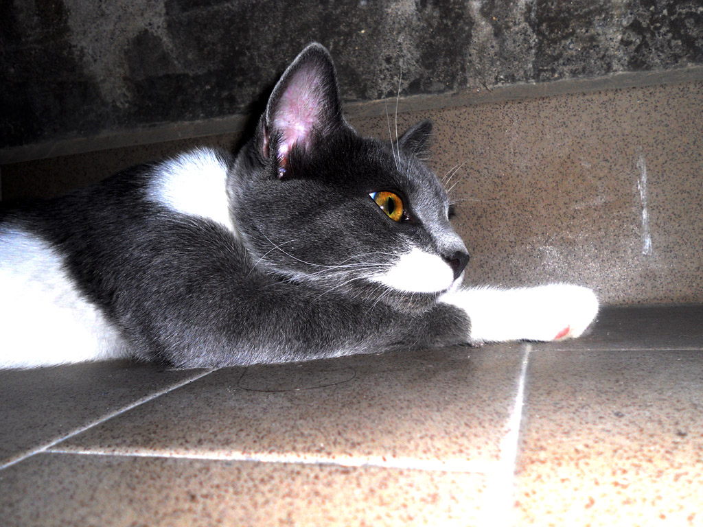 i pensieri di un gatto