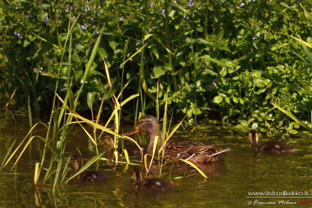 Mamma anatra con anatroccoli