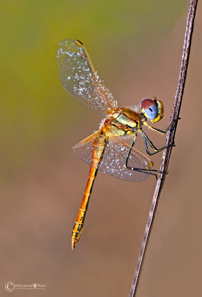 ..giovane maschio di Sympetrum fonscolombii