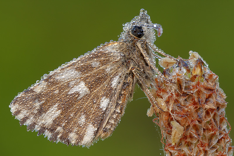 Rugiada con Hesperiidae