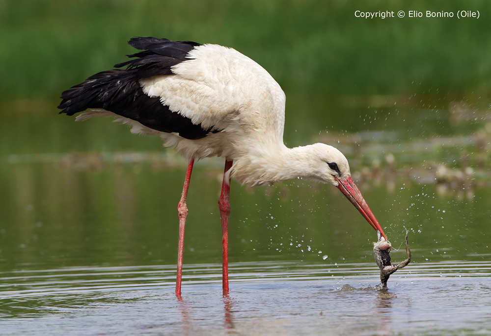 Cicogna europea (Ciconia ciconia) con preda.