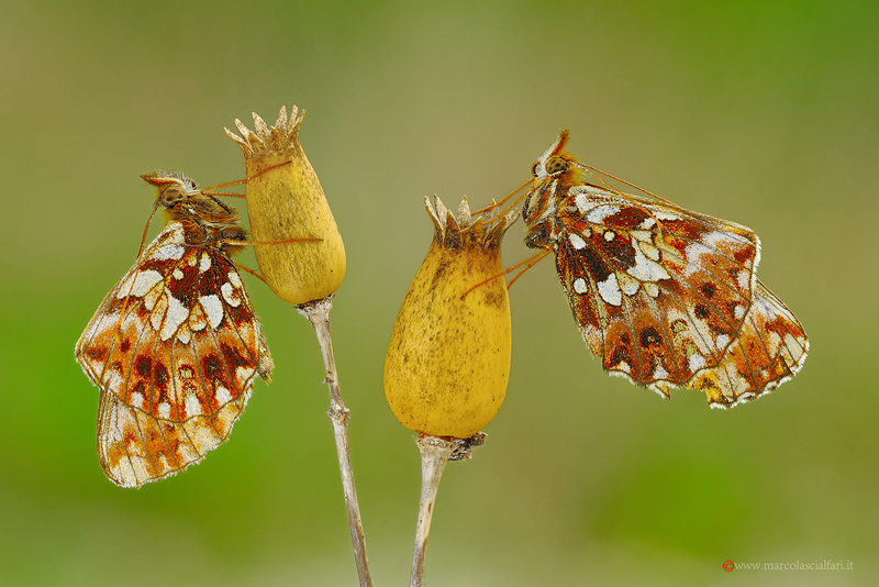 Boloria clossiana dia