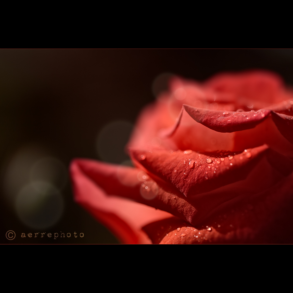 Stat rosa pristina nomine...