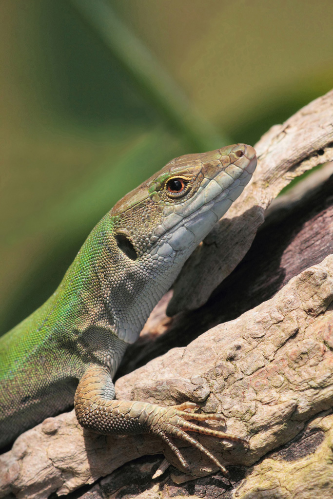 ...Quando Capita...!!!