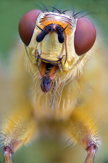 Ritratto di scatophaga stercoraria