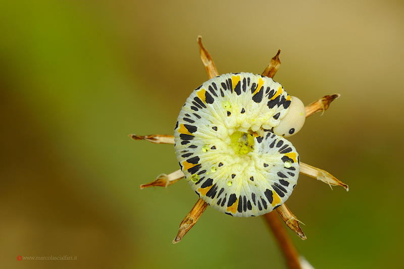 Cucullia (Shargacucullia) verbasci
