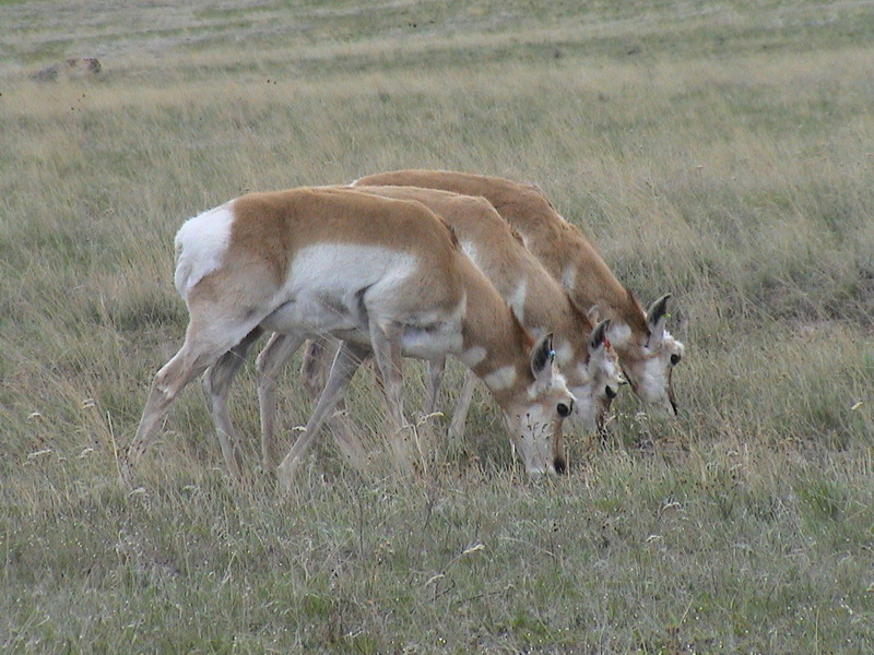 Deer al Bison Range