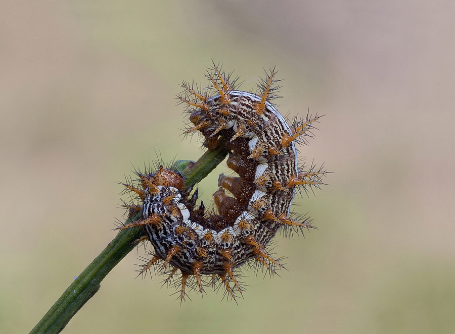 ciupa ciupa indigesto...