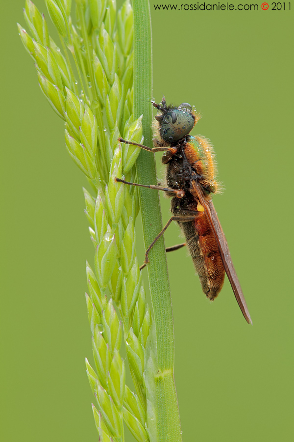 Chloromyia formosa (Stratiomyidae)