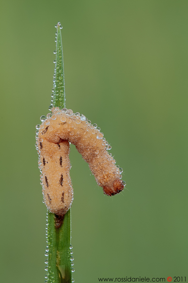 Noctua pronuba (Noctuidae)