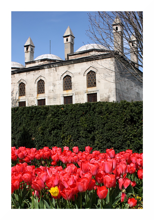 Tulipani ad Istanbul