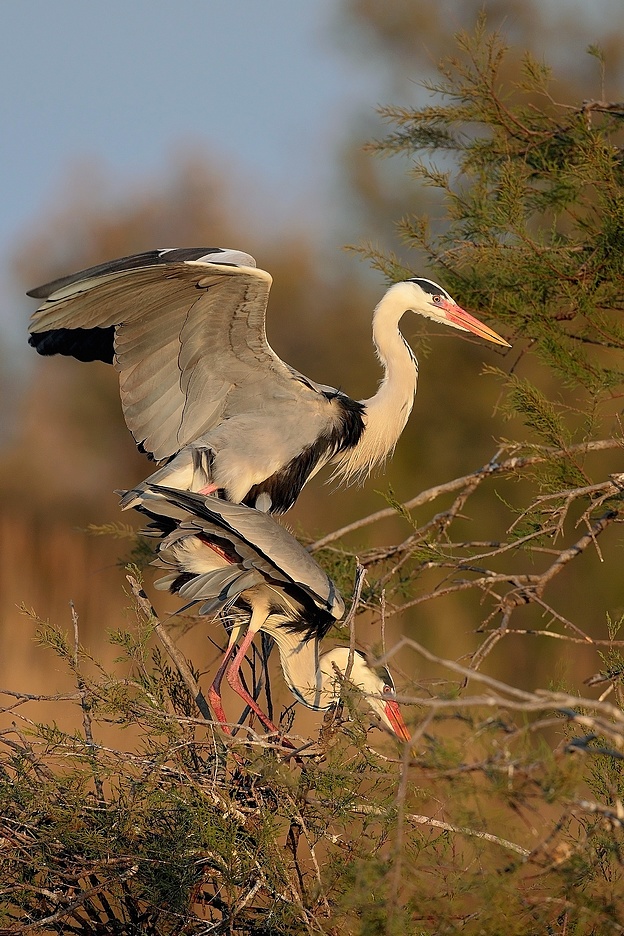 Accoppiamento al tramonto