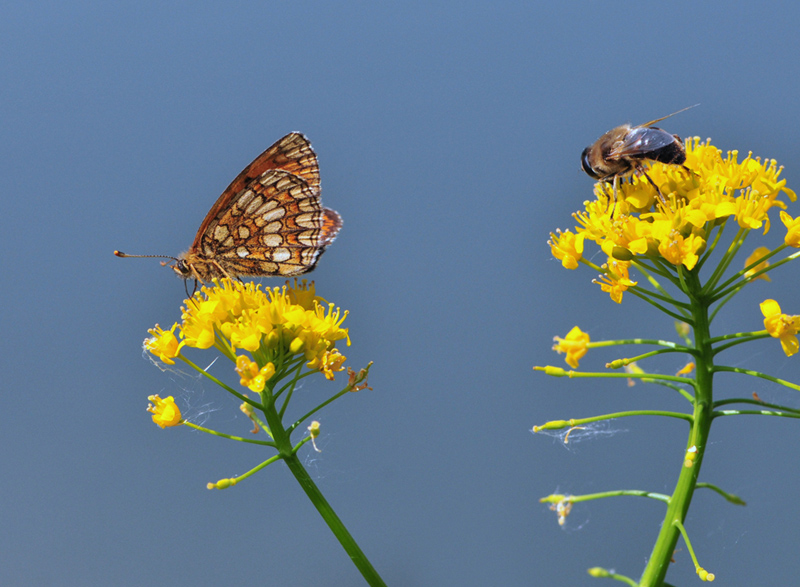 Divisi ma uniti - dedicata a Pigi