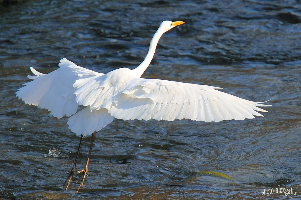 l'Airone dal Mantello DORATO