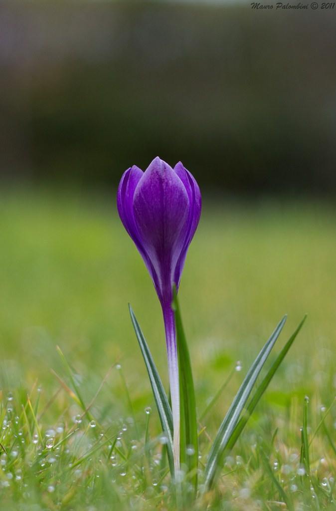 Croco del mio giardino