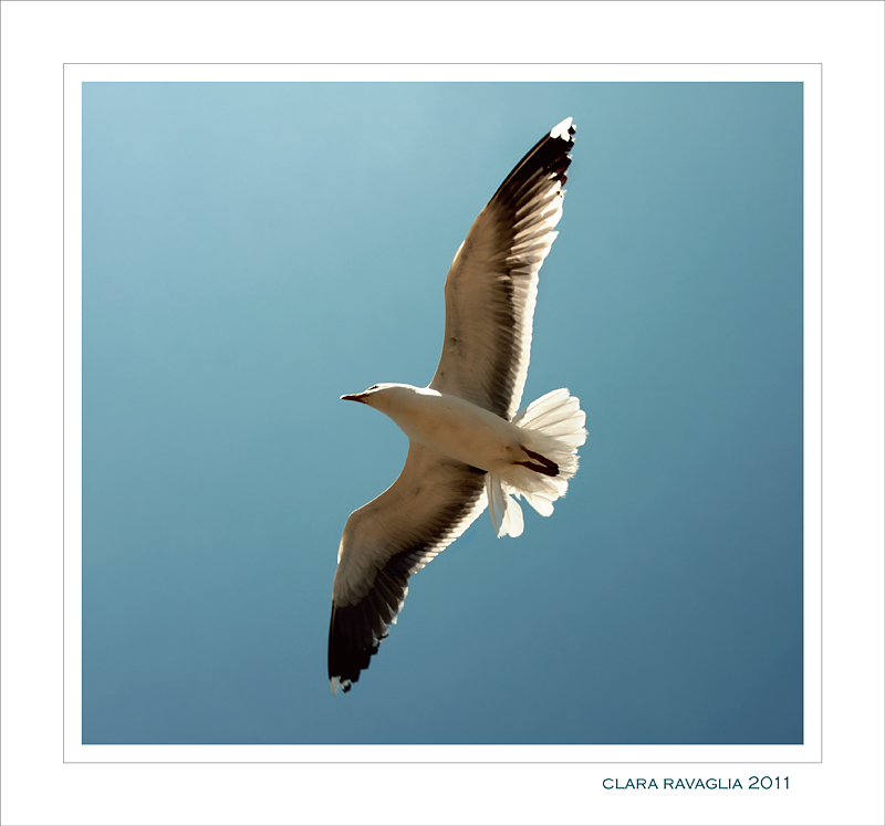 L'armonia di volo...