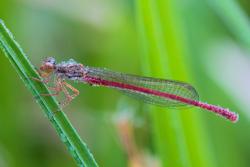 ...Damigella Con Rugiada...!!!