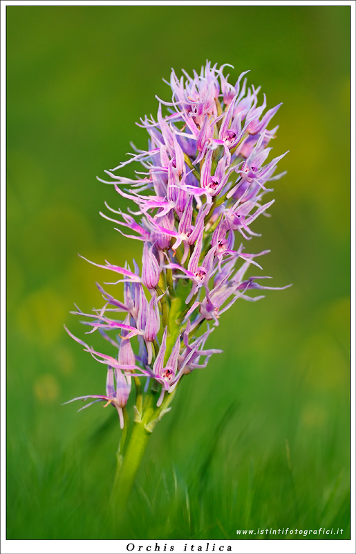 Orchis italica