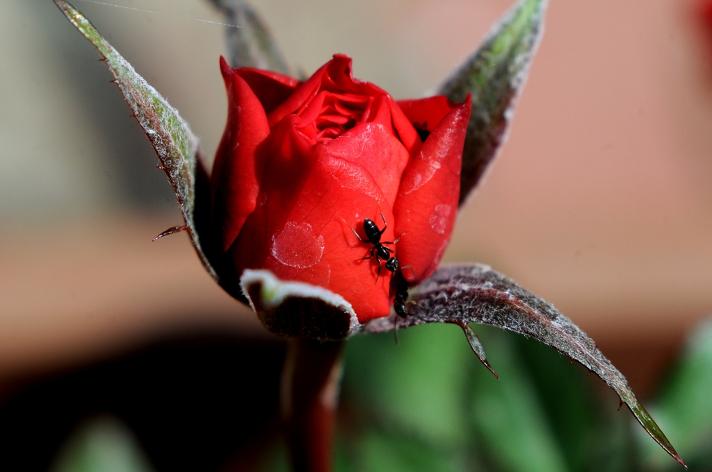 passeggiata sul rosso