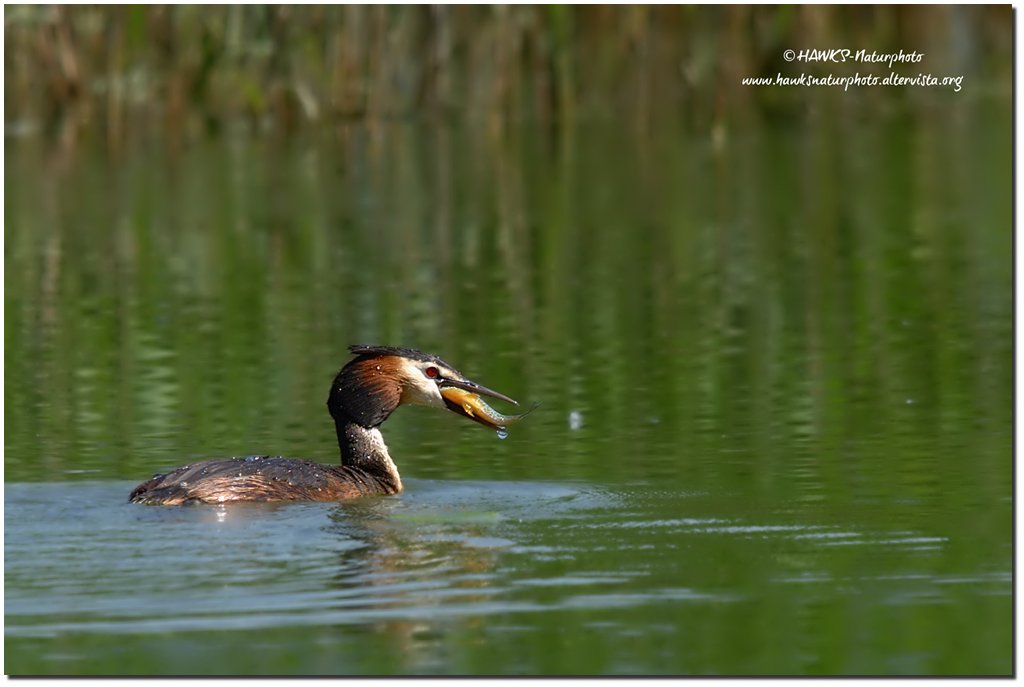 Svasso(Podiceps cristatus)