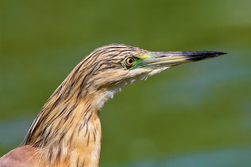 Ritratto di sgarza ciuffetto