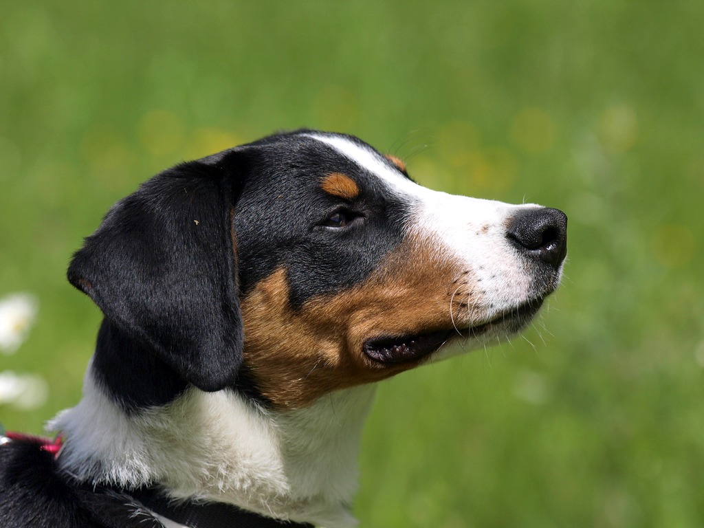 Giano, Bovaro Appenzeller