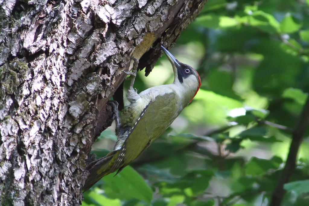 ...ancora picchio verde