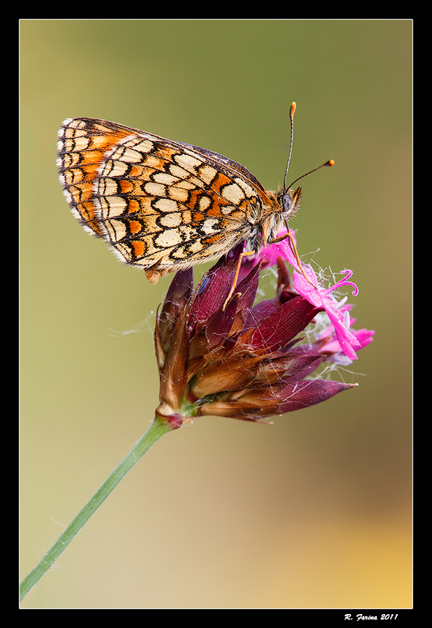 Melitea power by Carrerateam