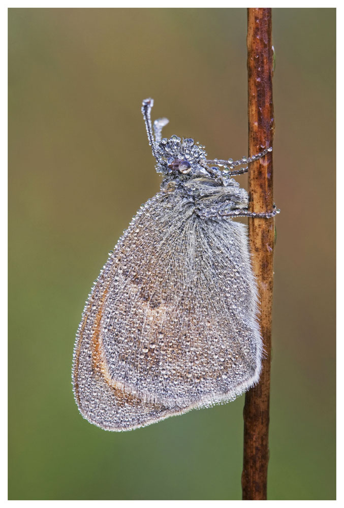 Coenonimpha Pamphilus