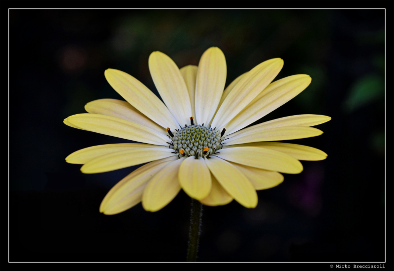 Margherita Gialla (Macro)