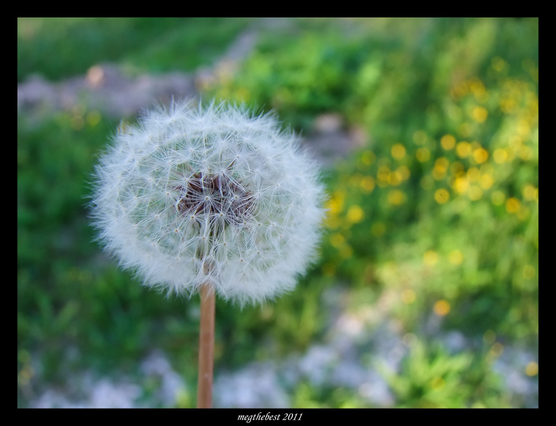 Soffione (Tarassaco)