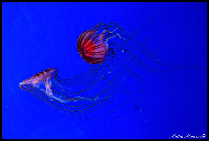 Meduse