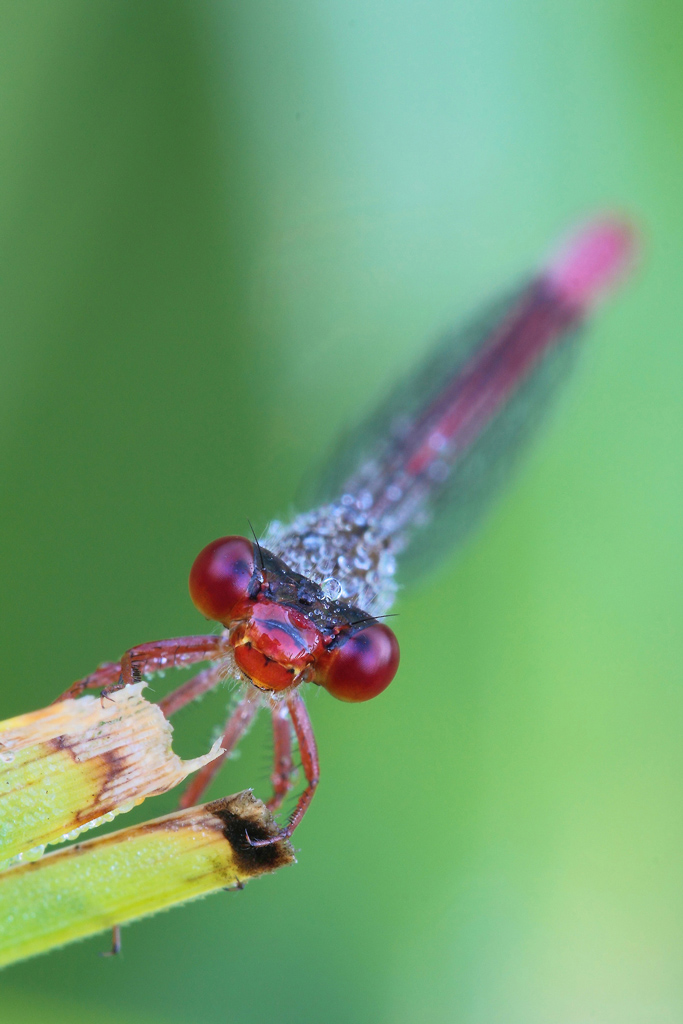 ...Una Rinfrescata Al Musetto...!!!