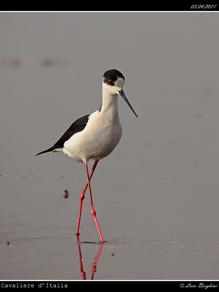 Cavaliere d'Italia # 3