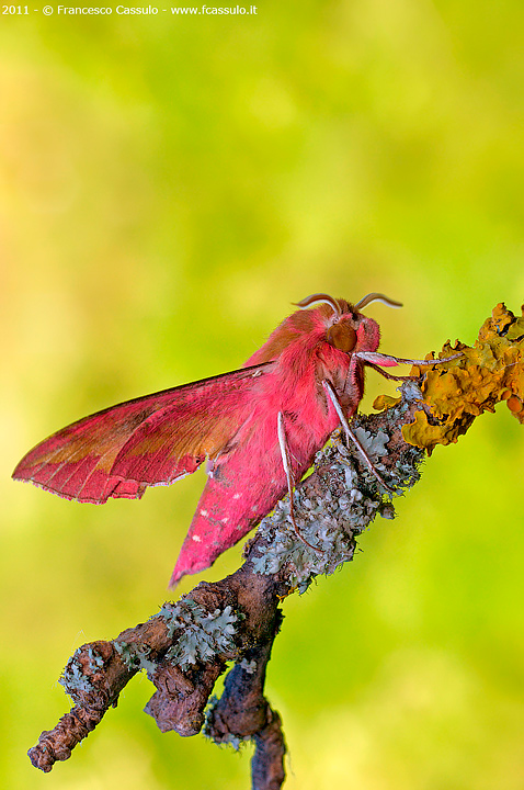 Deilephila porcellus (Linnaeus, 1758)