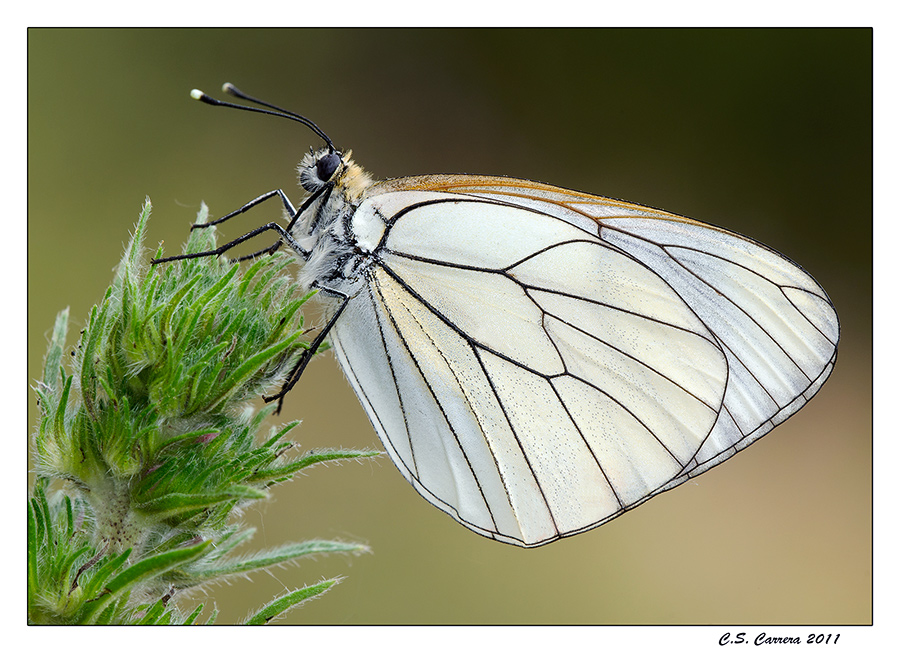 Aporia Crataegi femmina