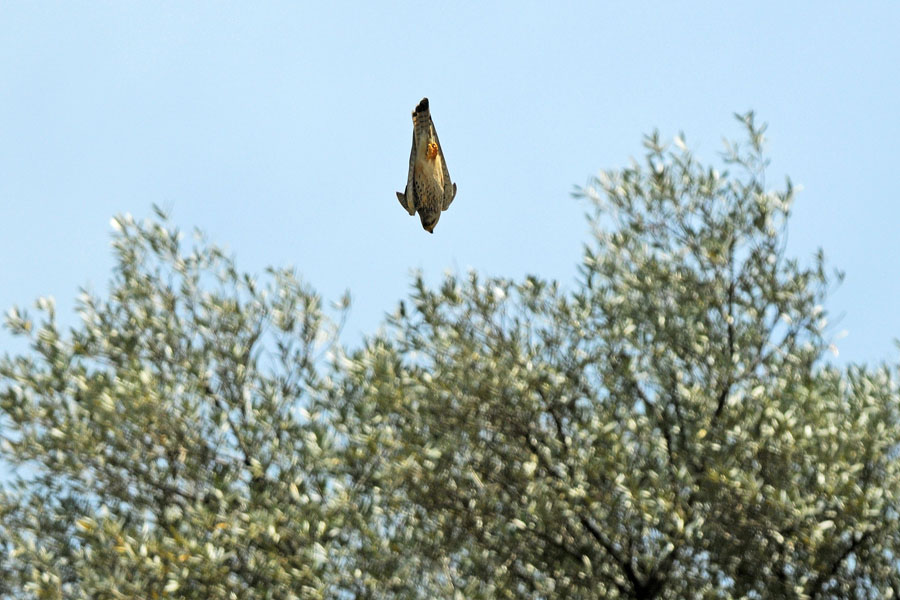 picchiata tra gli ulivi