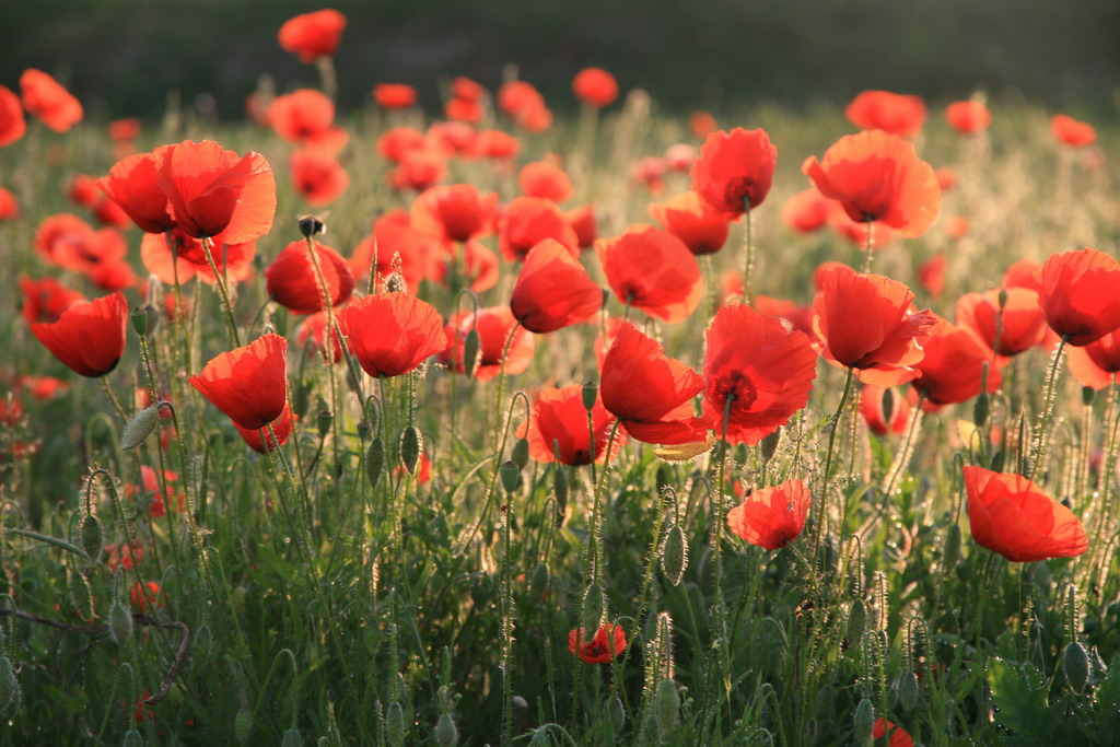 Papaveri alla'alba...