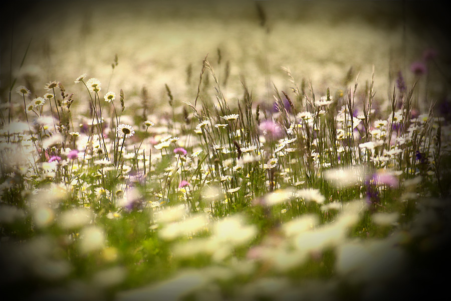 ............primavera............