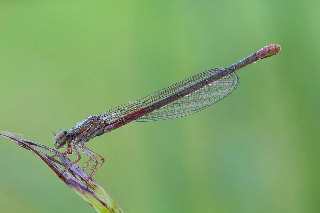 ...L'Essenziale...!!!