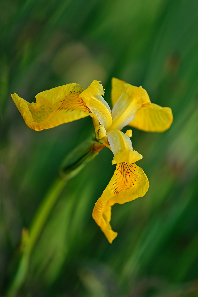 iris pseudacorus