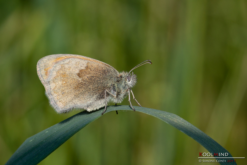 Coenonympha pamphilus